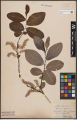 Foto von Salix caprea L.